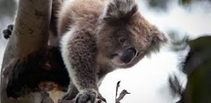 koala-ecological-consultants